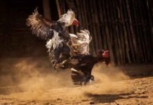 Here Is Everything We Want To Share About WPC2026 With You WPC2026